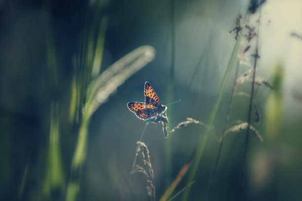 温柔的蝴蝶在草地上的照片。柔和的光线，艺术感十足。红色斑驳的蝴蝶停在一根细嫩的草叶上。图片下载