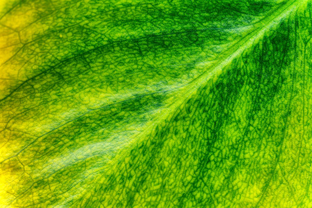 秋季树叶的特写照片。绿色叶子作为背景。叶子的自然纹理。特写。图片下载