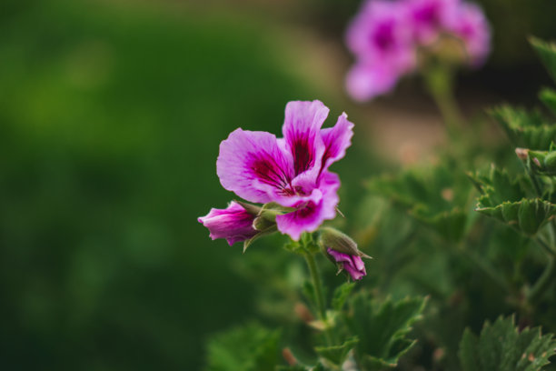 紫色花朵的微距摄影图片下载