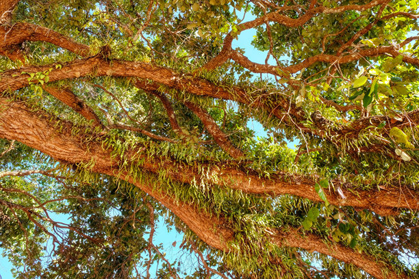 描绘热带树木在温暖天气条件下浓密交错的树枝的图片。图片下载
