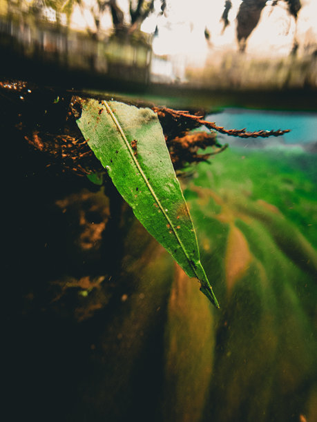 佛罗里达州马纳提泉州立公园淡水泉的叶子特写，水面上下的视角图片下载
