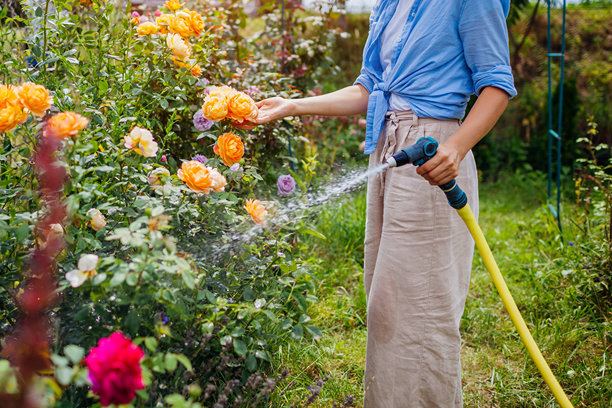 园艺师手中握着的花园水管特写。女人在夏季花园中用水管浇灌盛开的玫瑰。图片下载