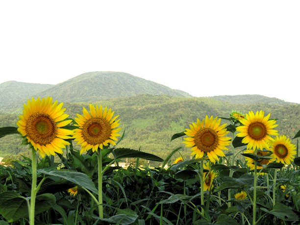 日本。七月。向日葵在山下的山谷中成熟。图片下载