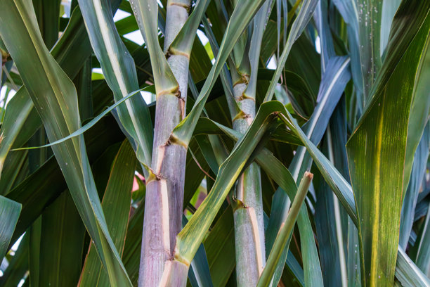 自然生长的甘蔗，采用农业方法种植。它的茎干与普通甘蔗树相似，但呈紫红色至黑色，并且茎干上有白色蜡质涂层。黑甘蔗的部分可用作草药。图片下载
