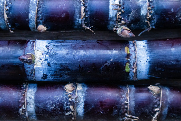 Black sugar cane that grows naturally through agricultural methods It has a trunk similar to a general sugarcane tree. But it will be purple-red to black. And there is white wax coating the trunk. The part of black sugarcane that is used as herbal medicin图片下载