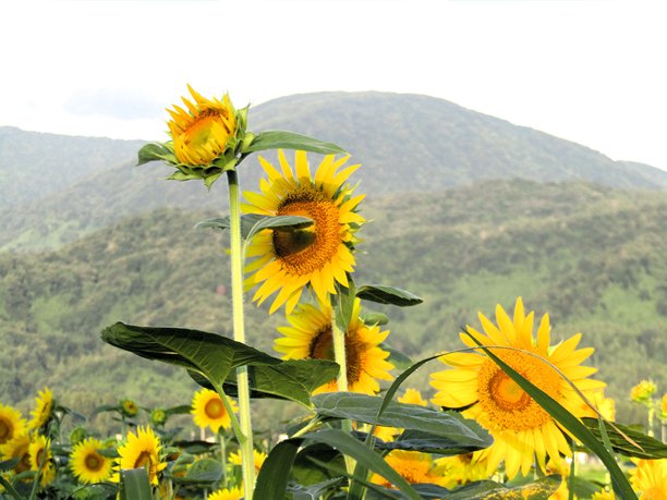 日本。七月。向日葵在山谷中成熟。图片下载