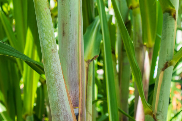 黑糖蔗树的叶子在农业方法中自然生长。新鲜的甘蔗叶可以用作覆盖物。这会产生有机肥料，回馈到甘蔗田中。图片下载