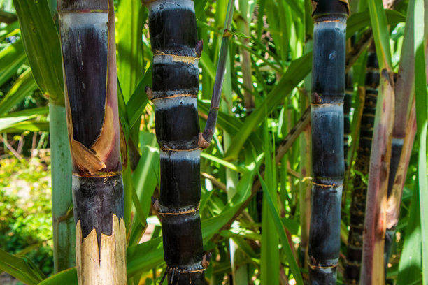 黑糖蔗通过农业方法自然生长，茎干类似于普通的甘蔗树，但呈紫红色到黑色，并且茎干上有白色蜡质涂层。黑糖蔗的部分可用作草药。图片下载
