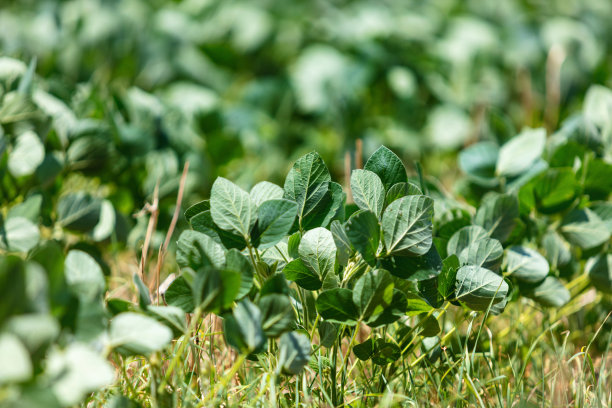 大豆作为包含大豆作物、番茄、玉米田、西瓜、哈密瓜、南瓜、墨西哥辣椒和黄瓜的农产品照片系列的一部分图片下载