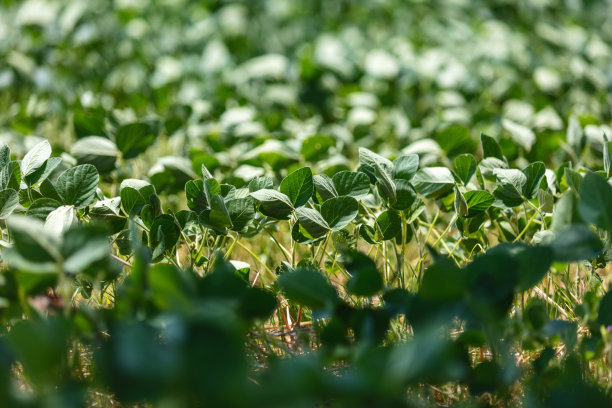 大豆作为包含大豆作物、番茄、玉米田、西瓜、哈密瓜、南瓜、墨西哥辣椒和黄瓜的农产品照片系列的一部分图片下载