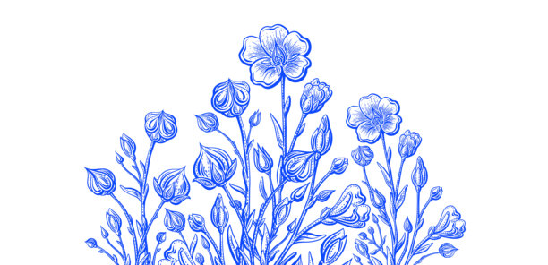 亚麻花、亚麻籽、农场收获。欧米伽油图片下载