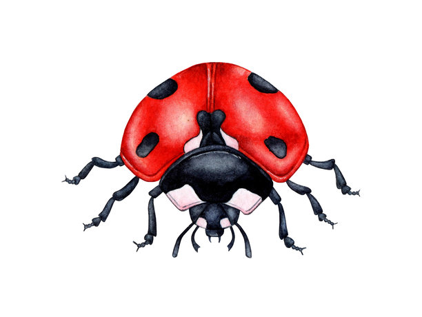 红色瓢虫正面水彩画图片下载