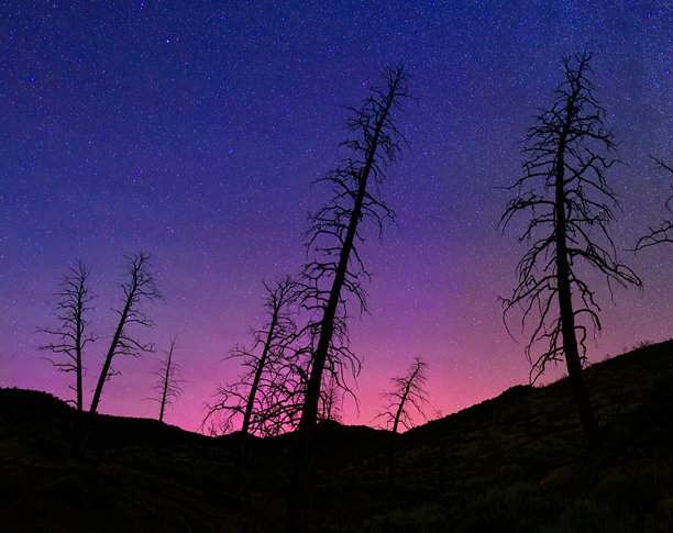 树木剪影与绚丽的极光图片下载