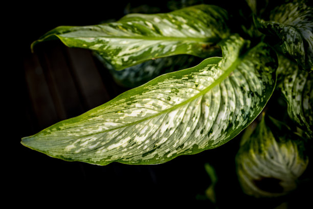 热带植物叶子图片下载