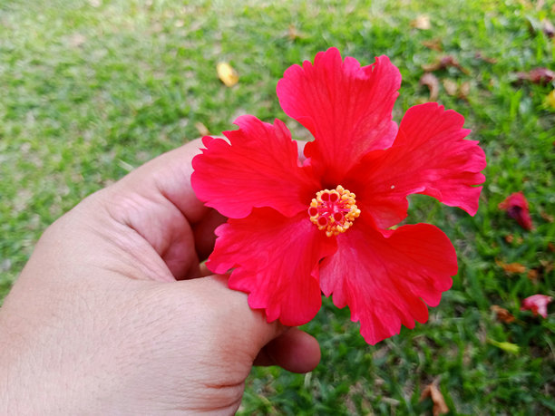 手势持花图片下载