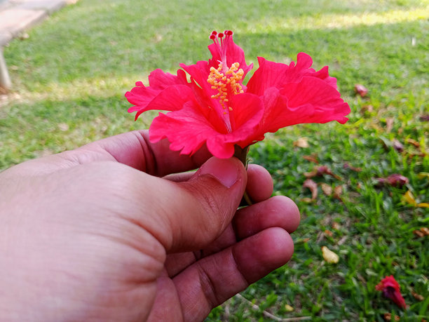 手势持花图片下载