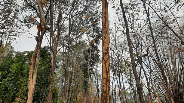 森林的低语图片下载