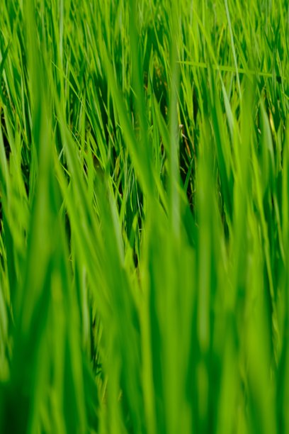 阳光下闪闪发光的稻穗。热带肥沃稻田中的稻米。明亮的绿色。稻米是大多数亚洲人的主食。稻（Oryza sativa）。图片下载