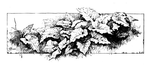 古董图像：叶子图片下载