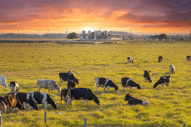 有机牛奶和牛肉生产。自由放养的奶牛在乡村农场的牧场上吃草。在农田草地上喂养牛只。图片下载