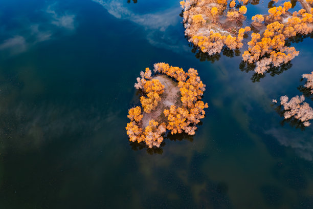 秋季的沙漠与水下的普普斯尤弗里萨利斯森林的航拍照片，位于中国新疆巴音郭楞维吾尔自治州维利县罗巴努尔国家湿地公园图片下载