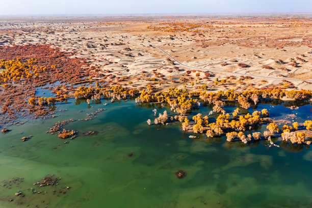 秋季的沙漠与水下的普普斯尤弗里萨利斯森林的航拍照片，位于中国新疆巴音郭楞维吾尔自治州维利县罗巴努尔国家湿地公园图片下载
