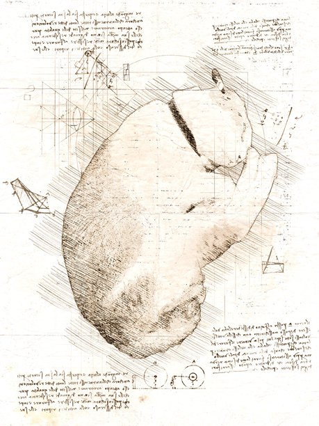 达芬奇风格的睡猫插图图片下载