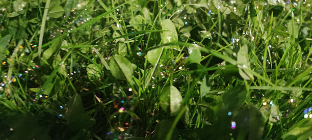 草坪上的常春藤中有气泡的图片。图片下载