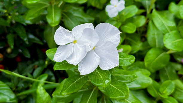 东京的美景图片下载