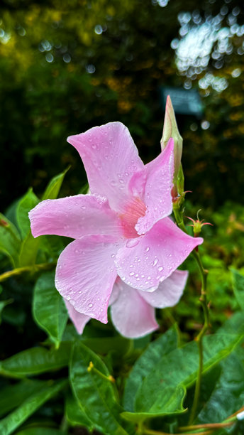 东京的美景图片下载