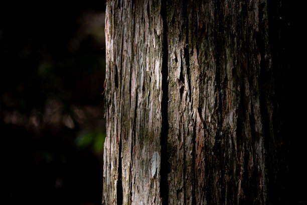 森林中生长的树木表面图片下载