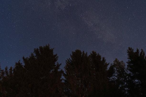 黑暗森林中云杉树的剪影，星空背景下的爱沙尼亚自然，九月。图片下载