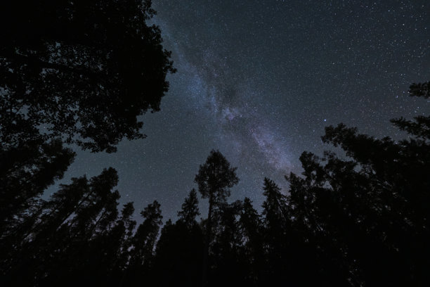 夜景，天文摄影。树木的剪影，星空和银河。图片下载