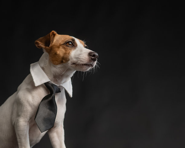 杰克罗素梗狗在黑色背景的领带。副本的空间。图片下载