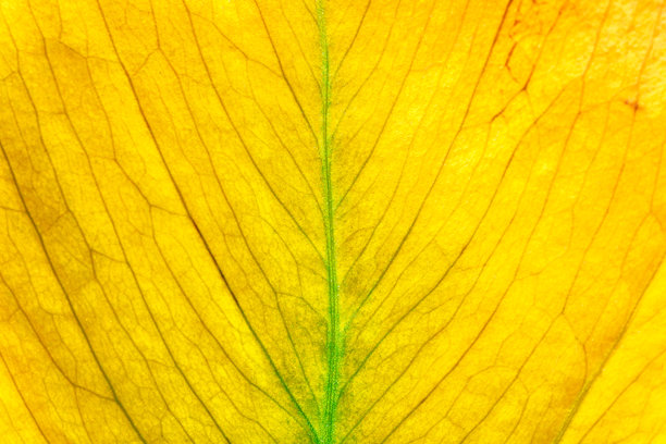 秋天树叶的微距照片。树叶的自然纹理。色彩斑斓的秋叶特写。宏图片下载