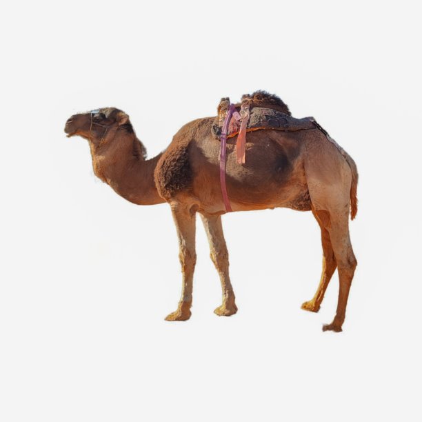 动物世界图片下载