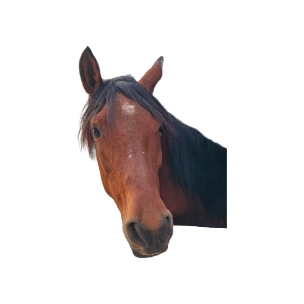 动物世界图片下载