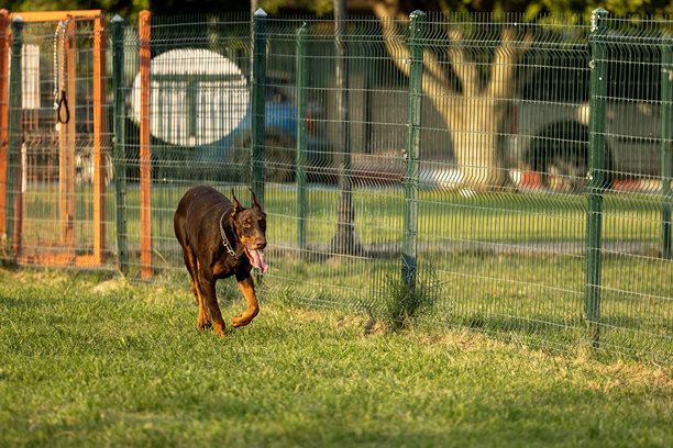 狗在狗公园里奔跑图片下载