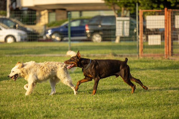 狗在狗狗游戏公园里玩耍图片下载