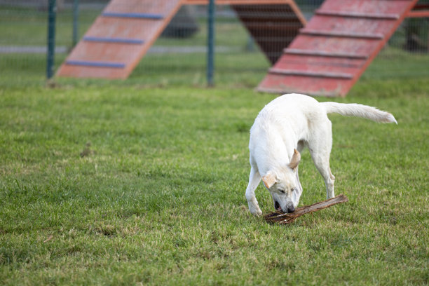 狗在狗狗游戏公园里玩耍图片下载