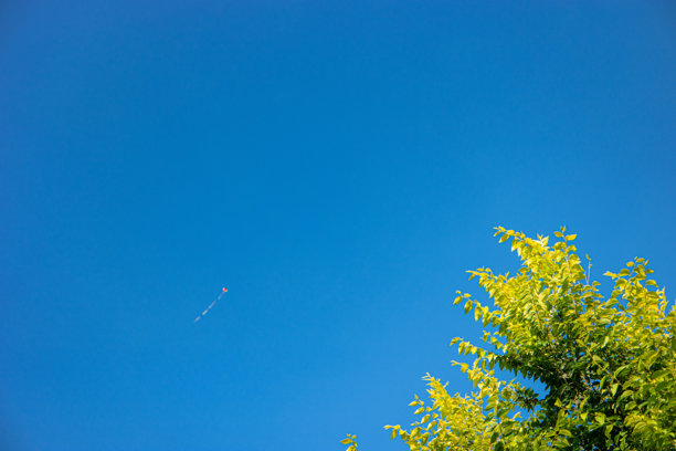 阳光明媚的日子里，树木的树冠映衬着蓝天。图片下载