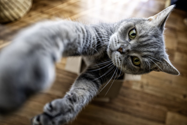 英国短毛猫在纸箱里伸出爪子图片下载