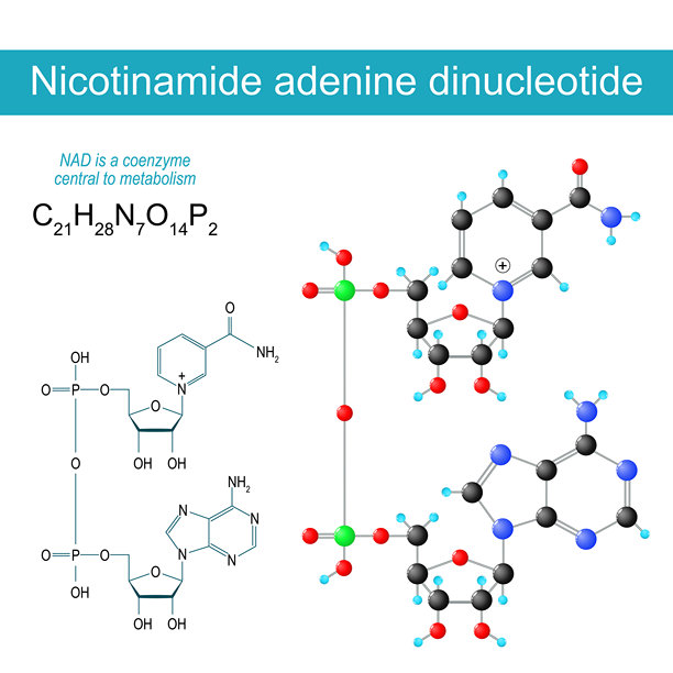 NAD分子。图片下载