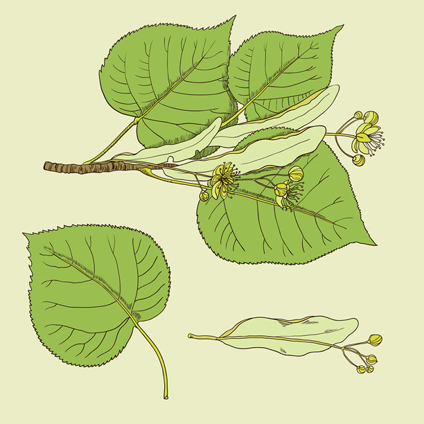 一组复古的菩提花和树枝。图片下载