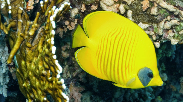 红海蓝颊蝴蝶鱼图片下载