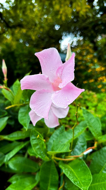 东京的美景图片下载