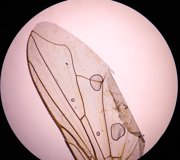 在放大镜下观察的哀悼浮虫的翅膀。显微镜图片。图片下载