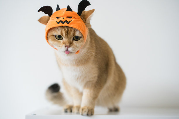 特写金色英国短毛猫，佩戴南瓜万圣节概念图片下载