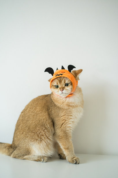 特写金色英国短毛猫，佩戴南瓜万圣节概念饰品图片下载