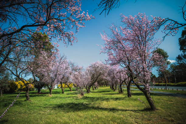 这张照片拍摄于通往澳大利亚堪培拉的街道场景。图片下载